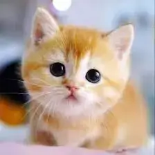 cute cat photos